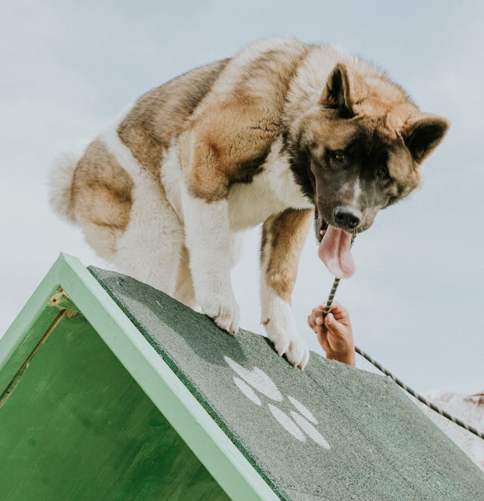 A playful American Akita on a training ramp outdoors with a handler.