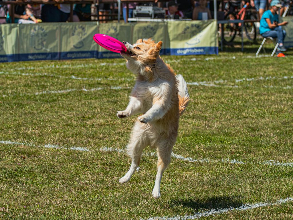 Dynamic photo of a playful dog catching a frisbee outdoors during a sunny day.