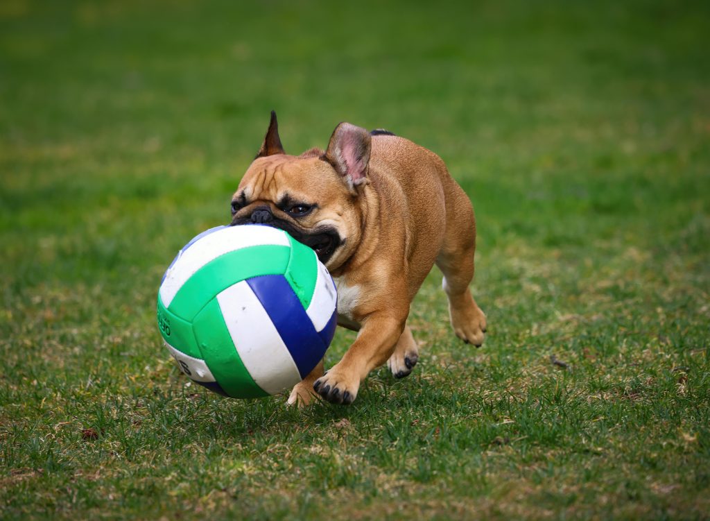 A playful French Bulldog enjoying a sunny day with a ball on the grass.