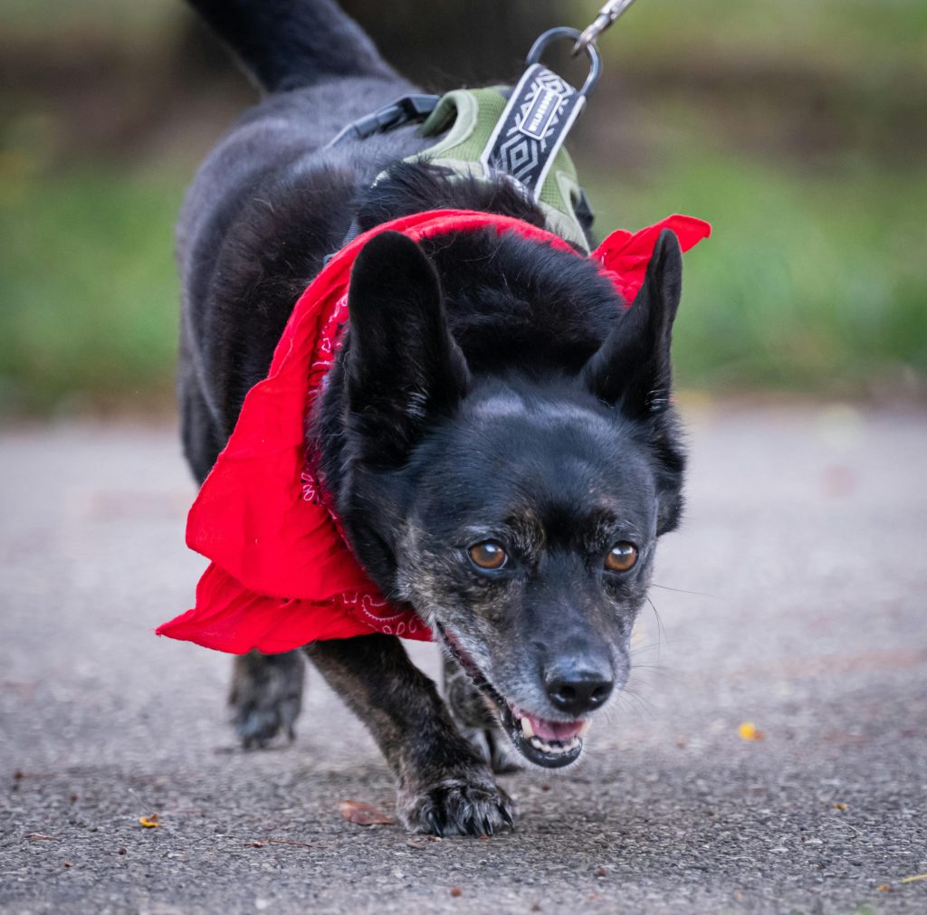 A black dog wearing a red scarf walks on a pavement, looking engaged and lively.