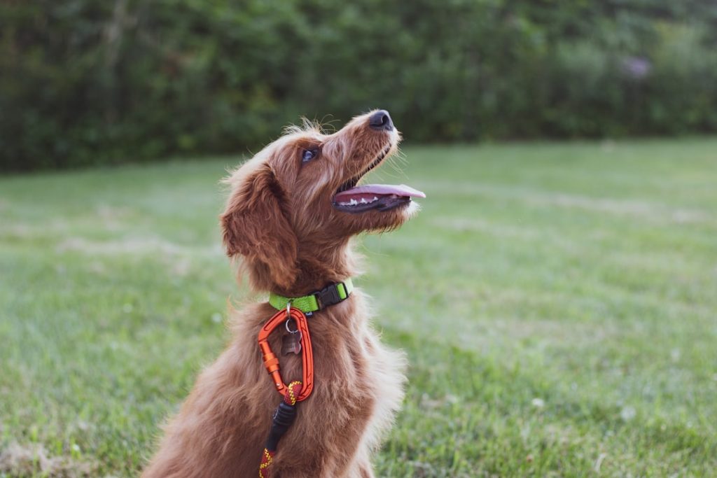 Follow this furry little guy on instagram @franklin_dood

https://www.instagram.com/franklin_dood/