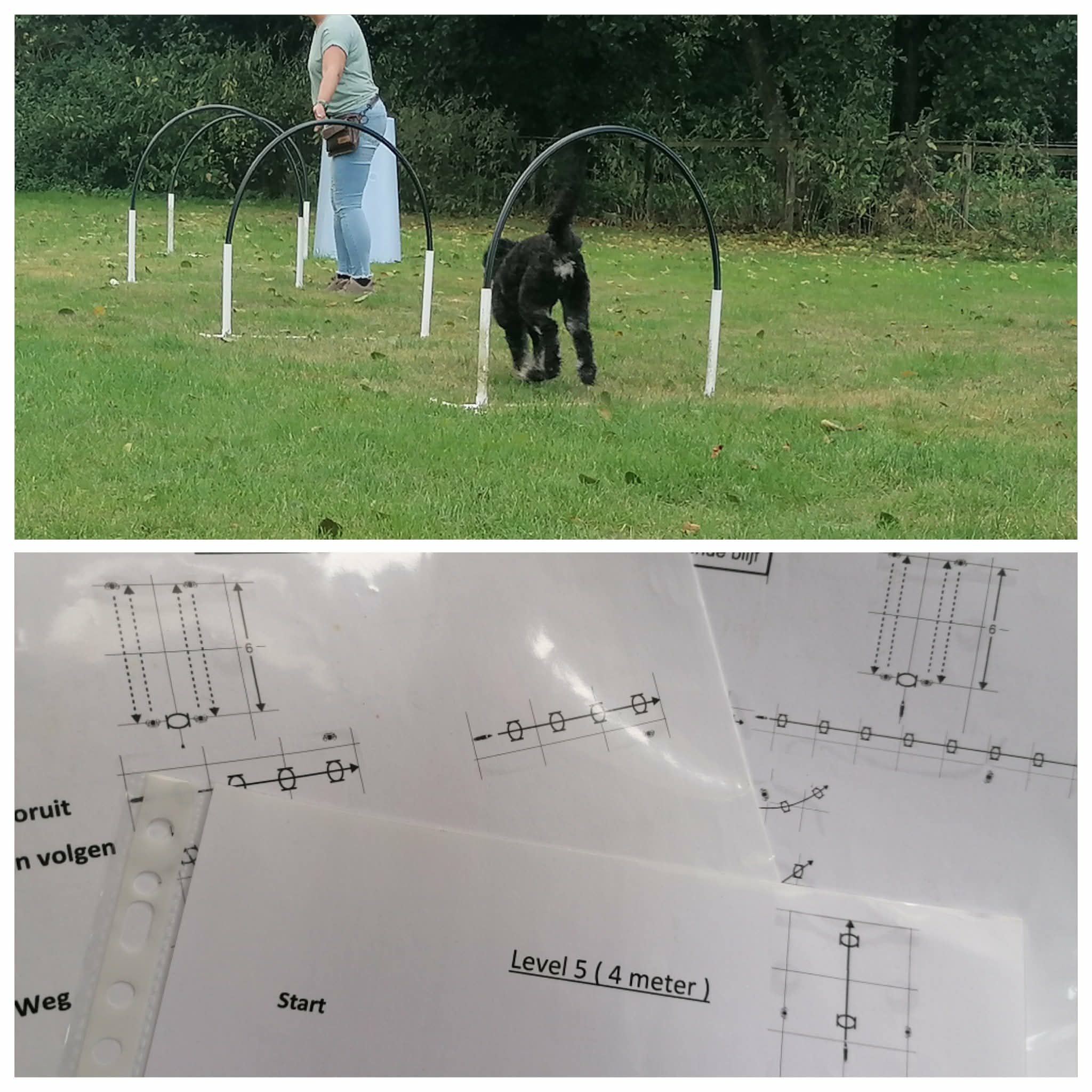 Hooper Levels met een hond tussen hoops en trainingsschema’s