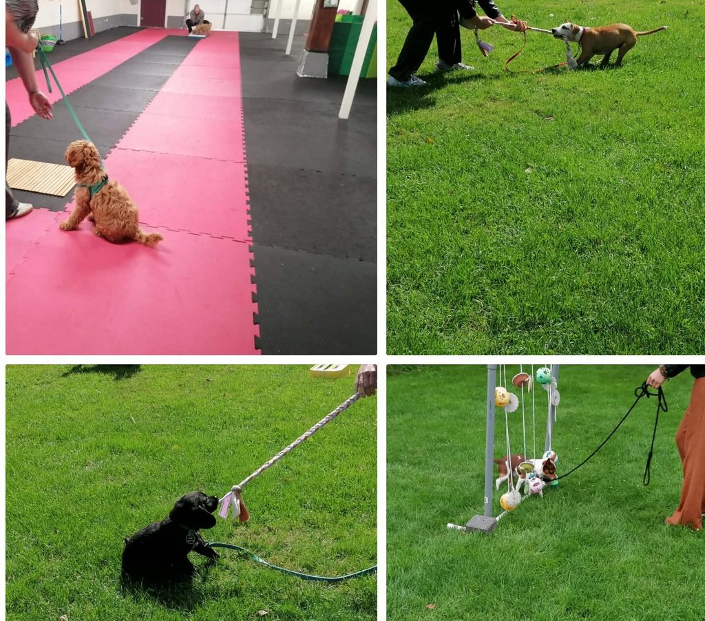 puppycursus1