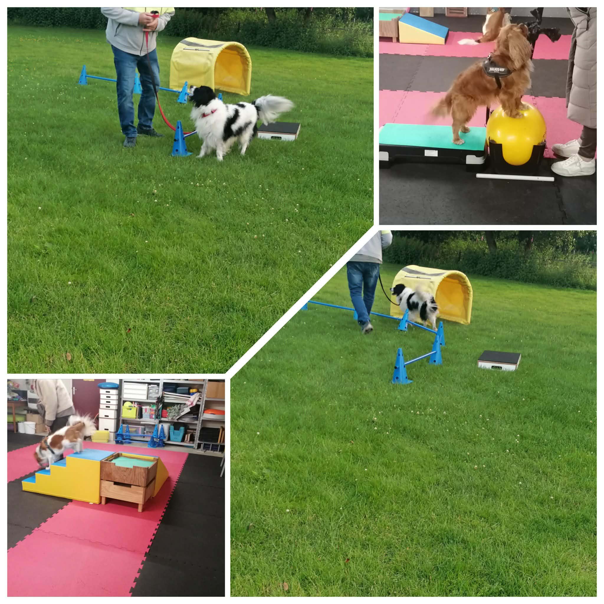 Honden tijdens Sport en Spel bij Esthers hondenschool
