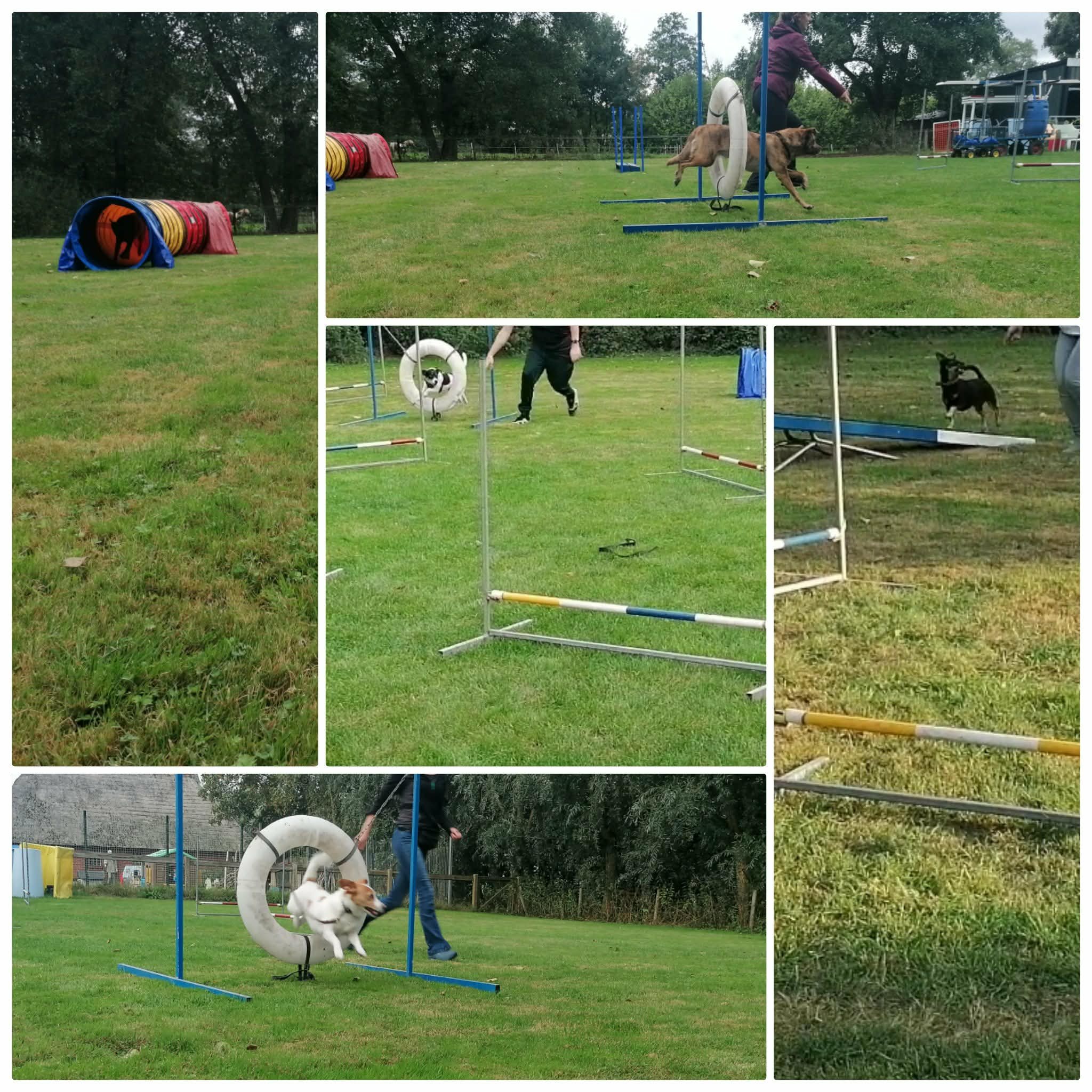 Agility Fun bij Esthers hondenschool