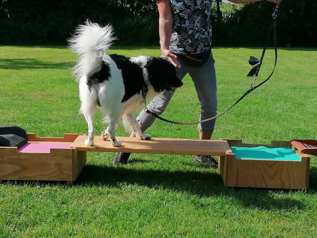 Foppe tijdens een training op een balansparcours