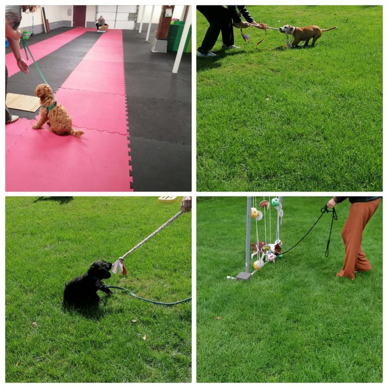 Puppy tijdens de puppycursus